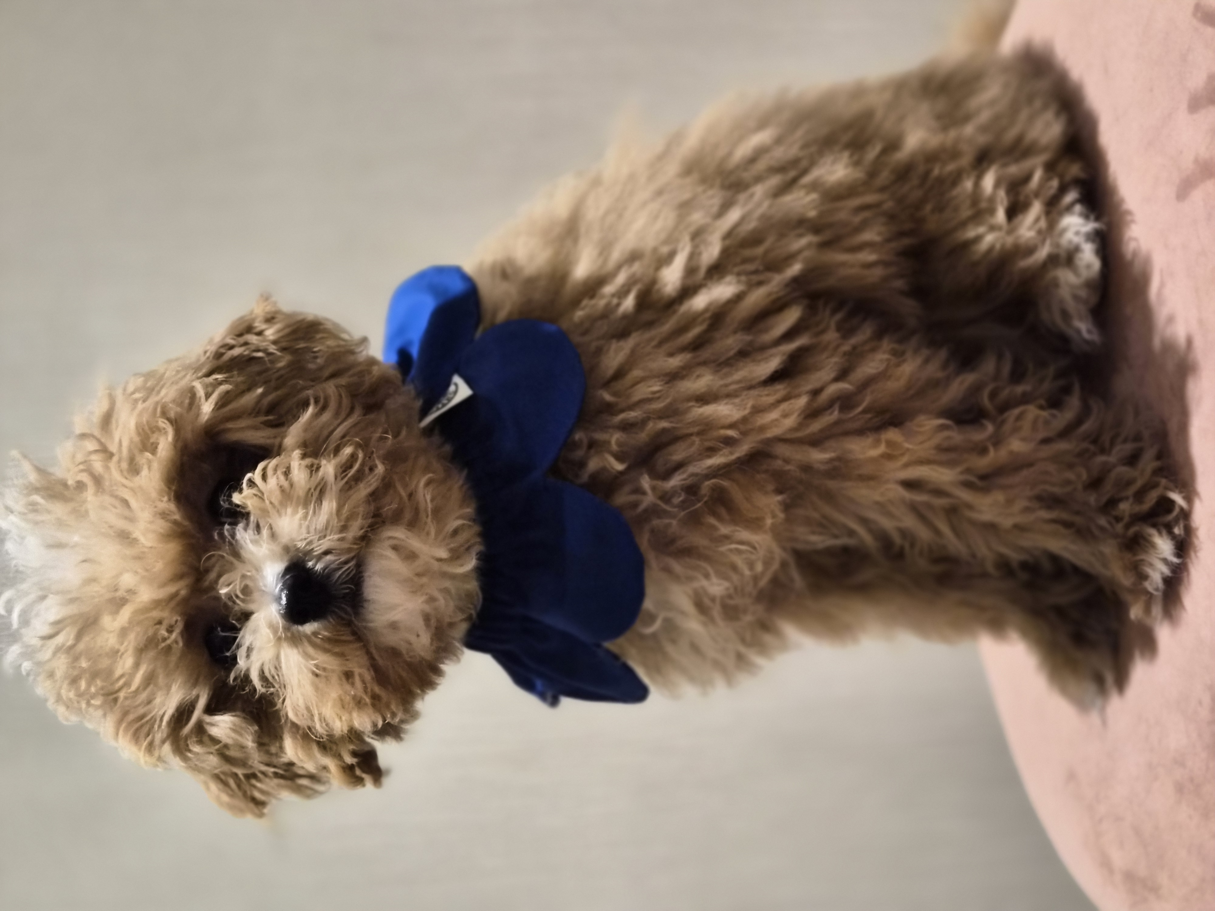 El Yapımı Köpek Yakalığı – PawBow Flower Dog Collar (Navy) - El yapımı butik tasarım 1