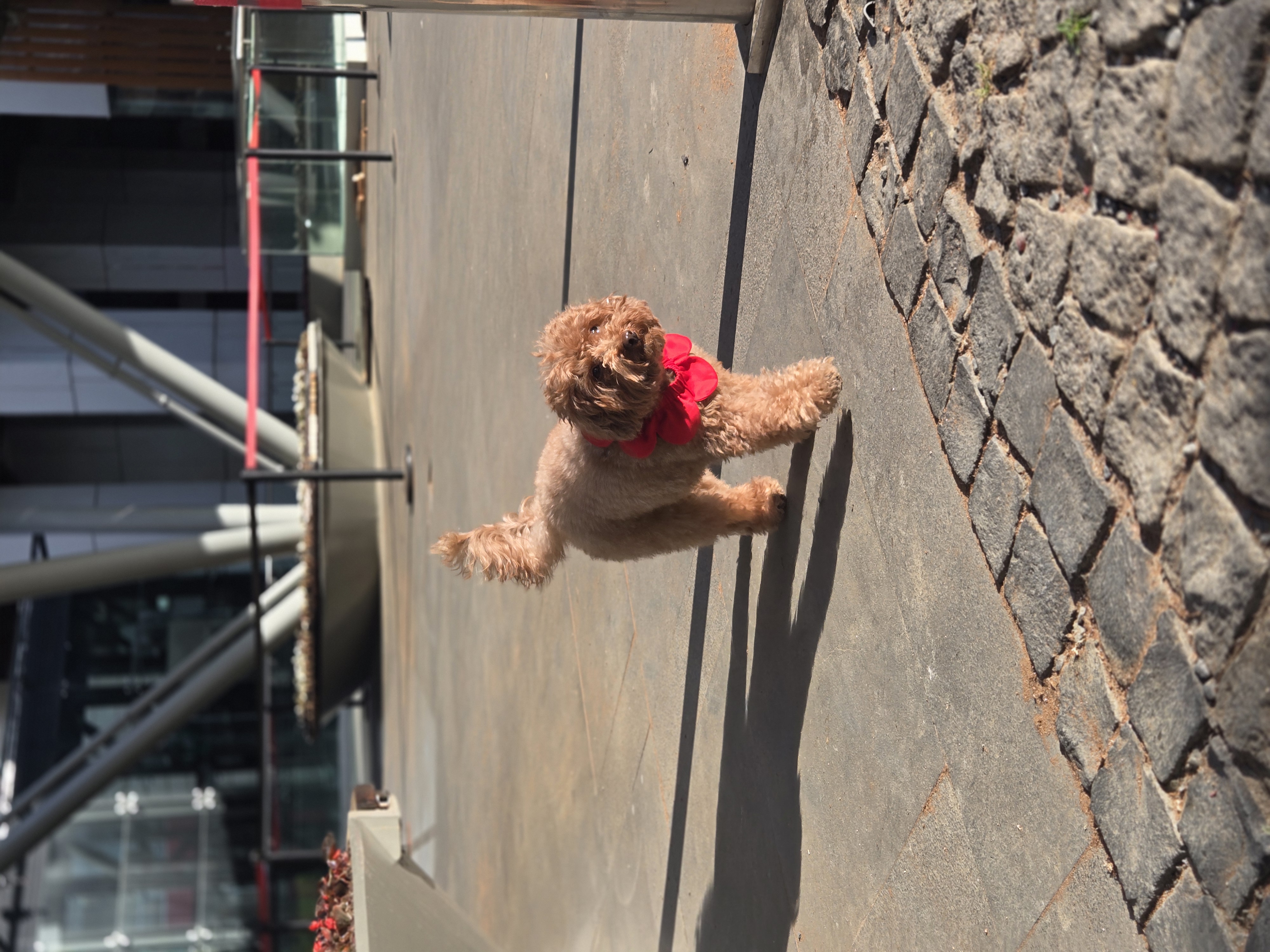 El Yapımı Köpek Yakalığı – PawBow Flower Dog Collar (Red) - El yapımı butik tasarım 2