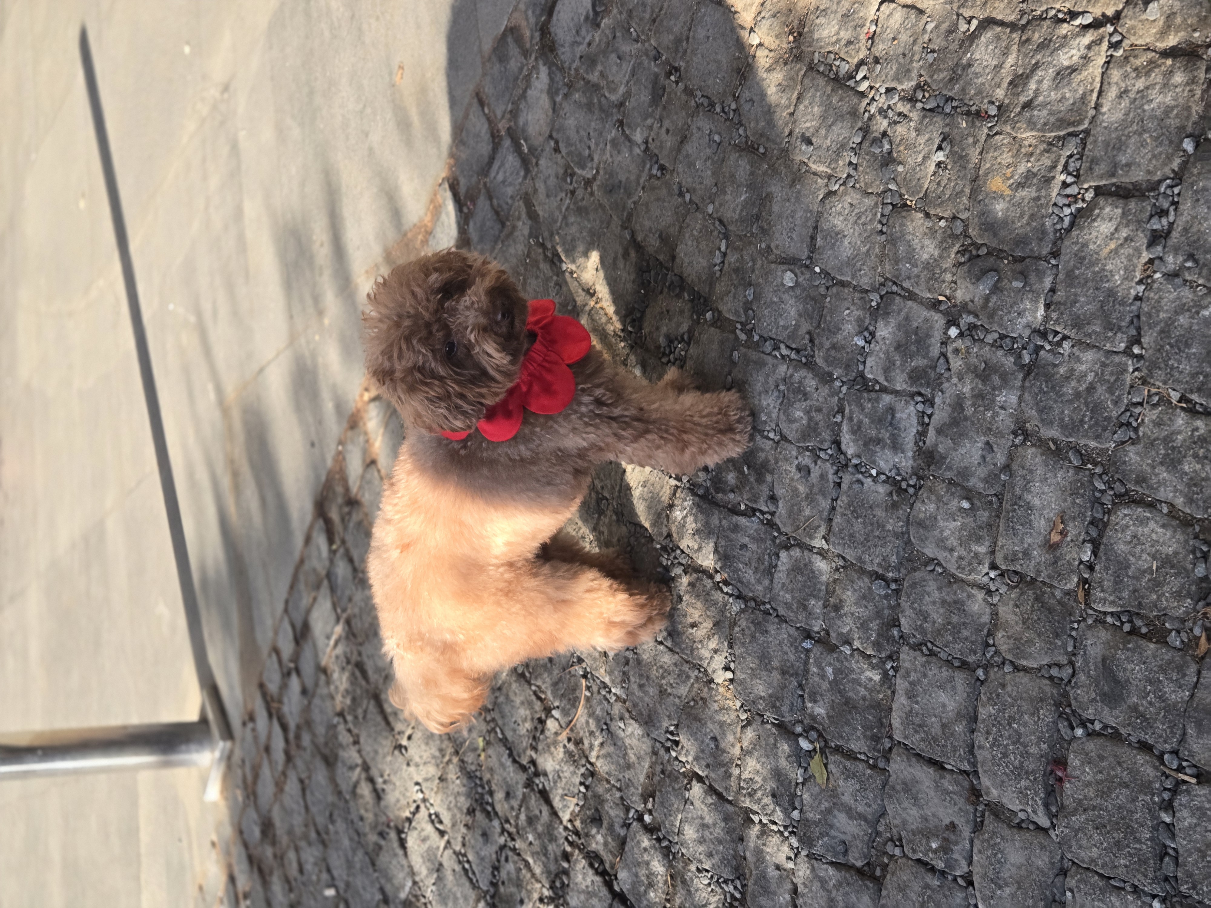 El Yapımı Köpek Yakalığı – PawBow Flower Dog Collar (Red) - El yapımı butik tasarım 3