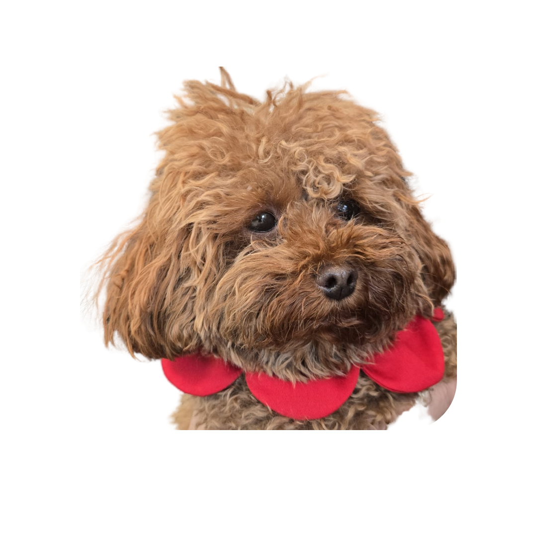 El Yapımı Köpek Yakalığı – PawBow Flower Dog Collar (Red) - El yapımı butik tasarım 4