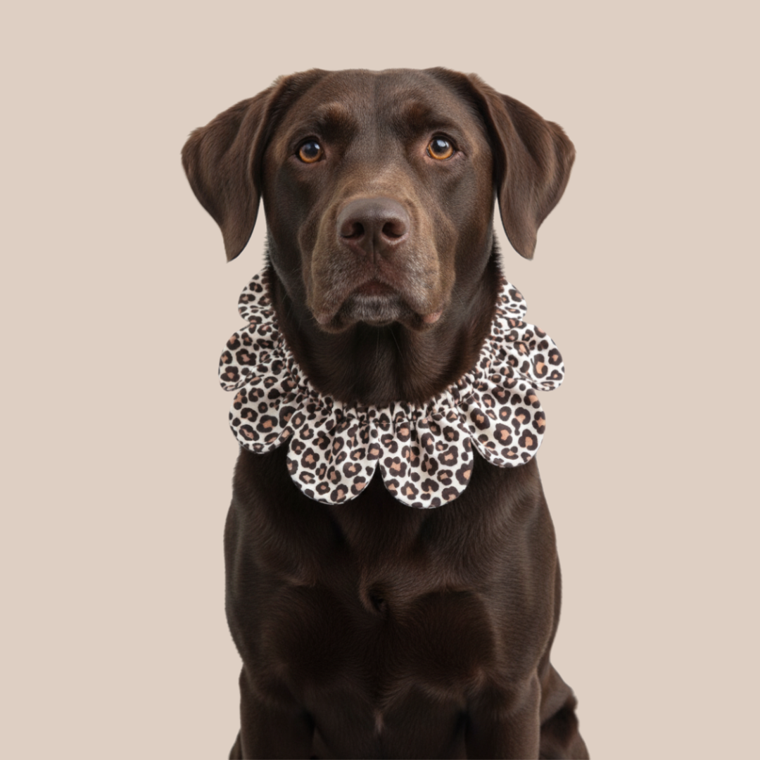 El Yapımı Köpek Yakalığı – Markamızın İmzası: Çiçek Formlu Köpek Yakalığı - El yapımı butik tasarım 1