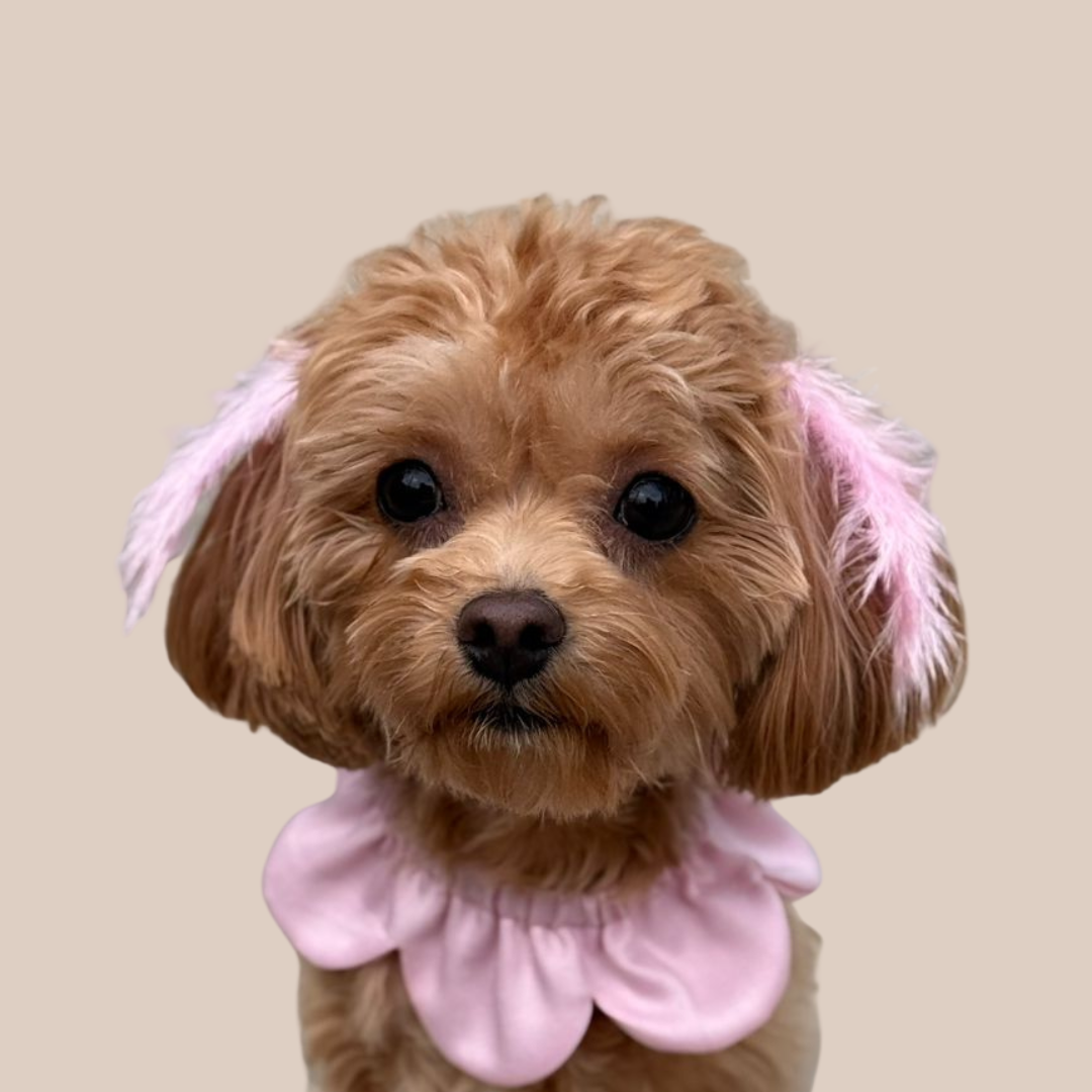 El Yapımı Köpek Yakalığı – PawBow Flower Dog Collar  (BabyPink) - El yapımı butik tasarım 1