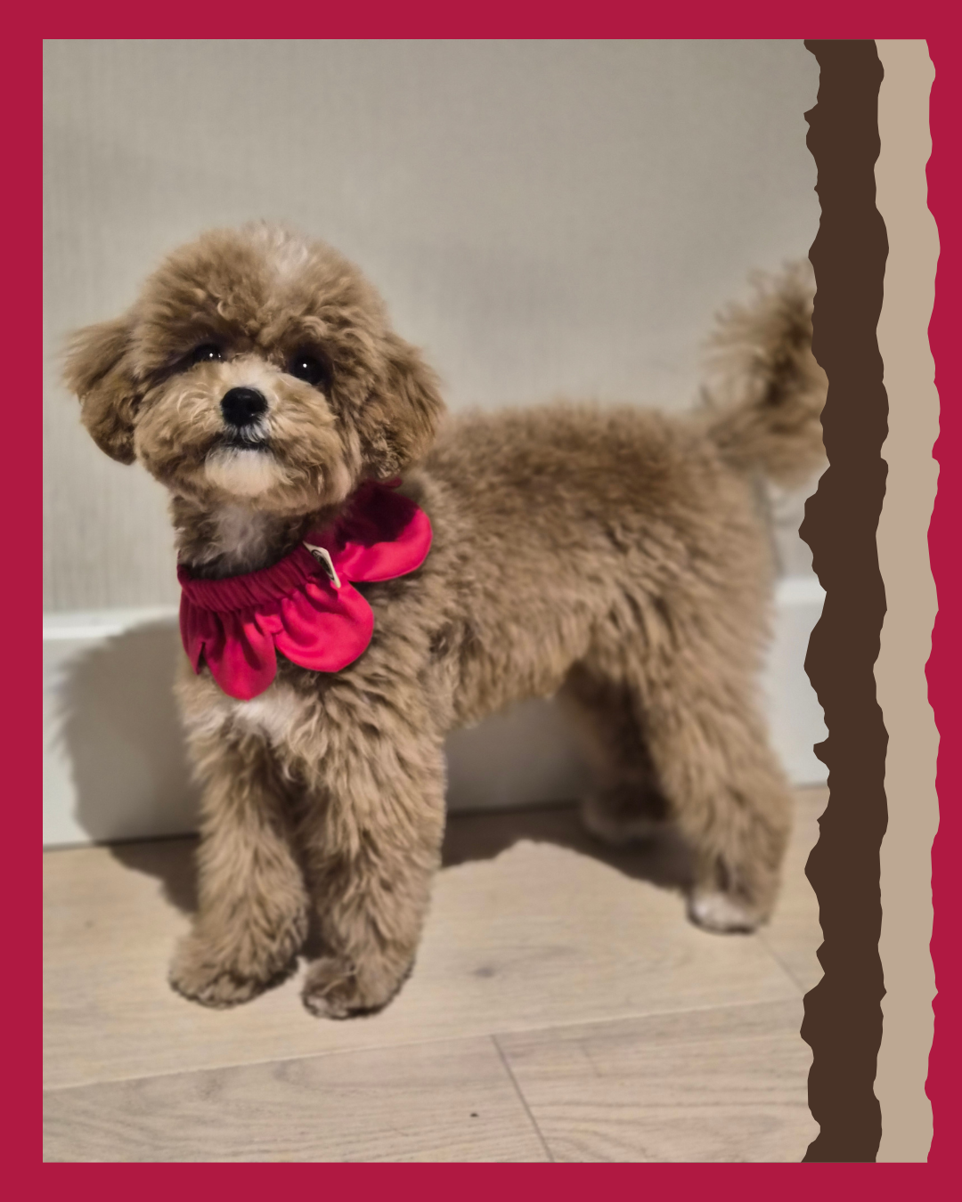 El Yapımı Köpek Yakalığı – PawBow Flower Dog Collar (Red) - El yapımı butik tasarım 1