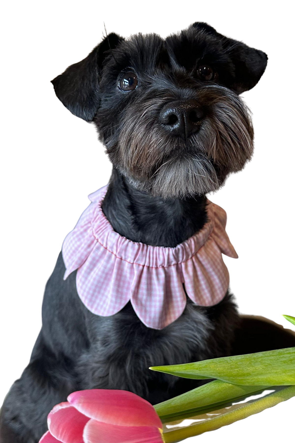 Patili Dostunuz İçin Yakalık